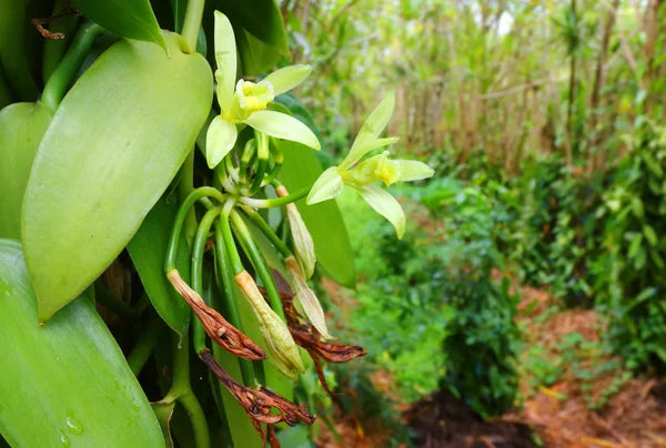 Madagascar et La Réunion : deux territoires producteurs de vanille Bourbon